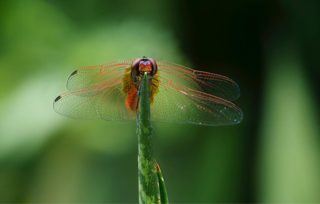 Common redbolt (m)