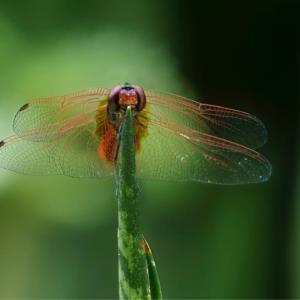 Common redbolt (m)
