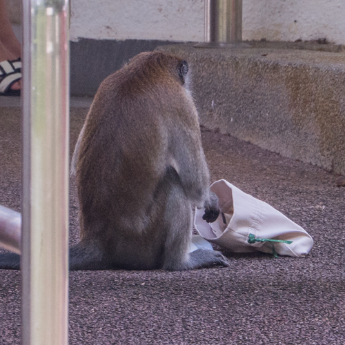 Long-tailed macaque