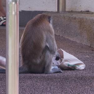 Long-tailed macaque