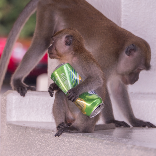 Long-tailed macaque