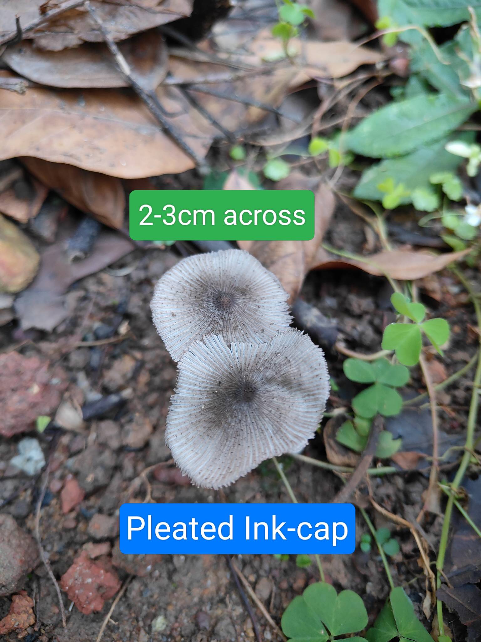 Psyanthyrellaceae