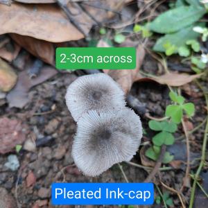 Psyanthyrellaceae