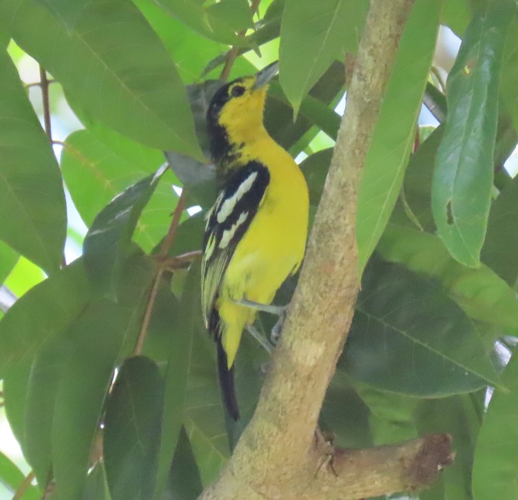Common iora