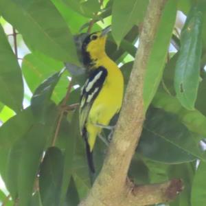 Common iora