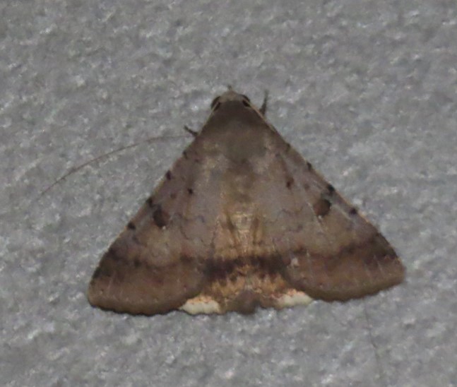 Pandesma quenavadi