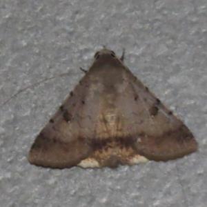 Pandesma quenavadi