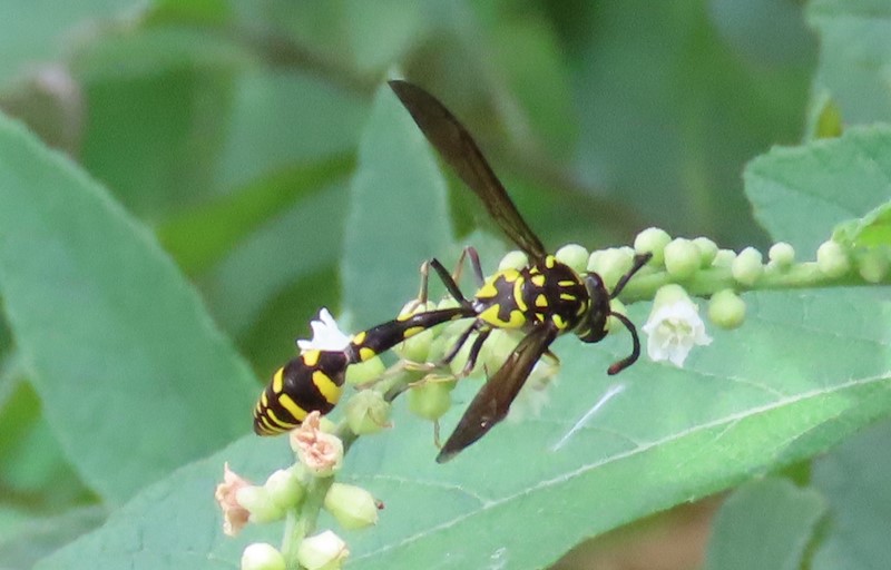 Potter wasp