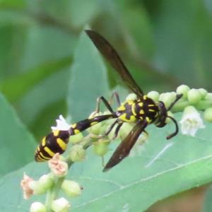 Potter wasp