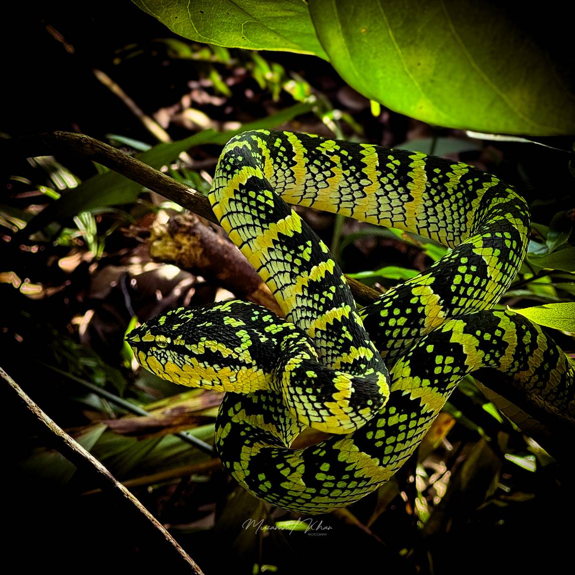 Wagler's pit viper