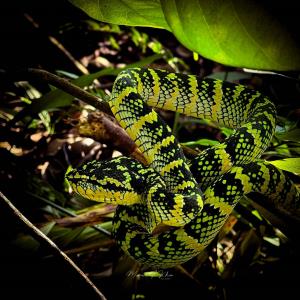 Wagler's pit viper