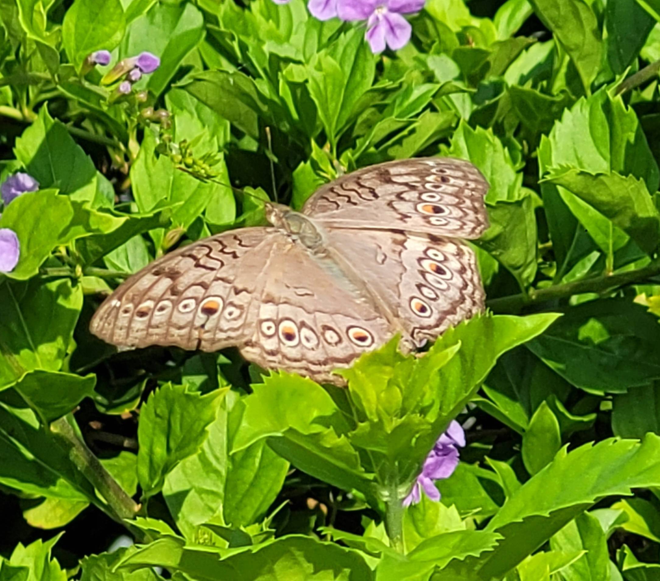Grey pansy