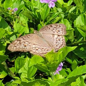 Grey pansy
