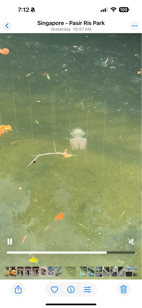 Mangrove jellyfish