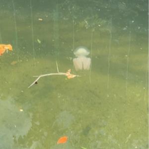 Mangrove jellyfish