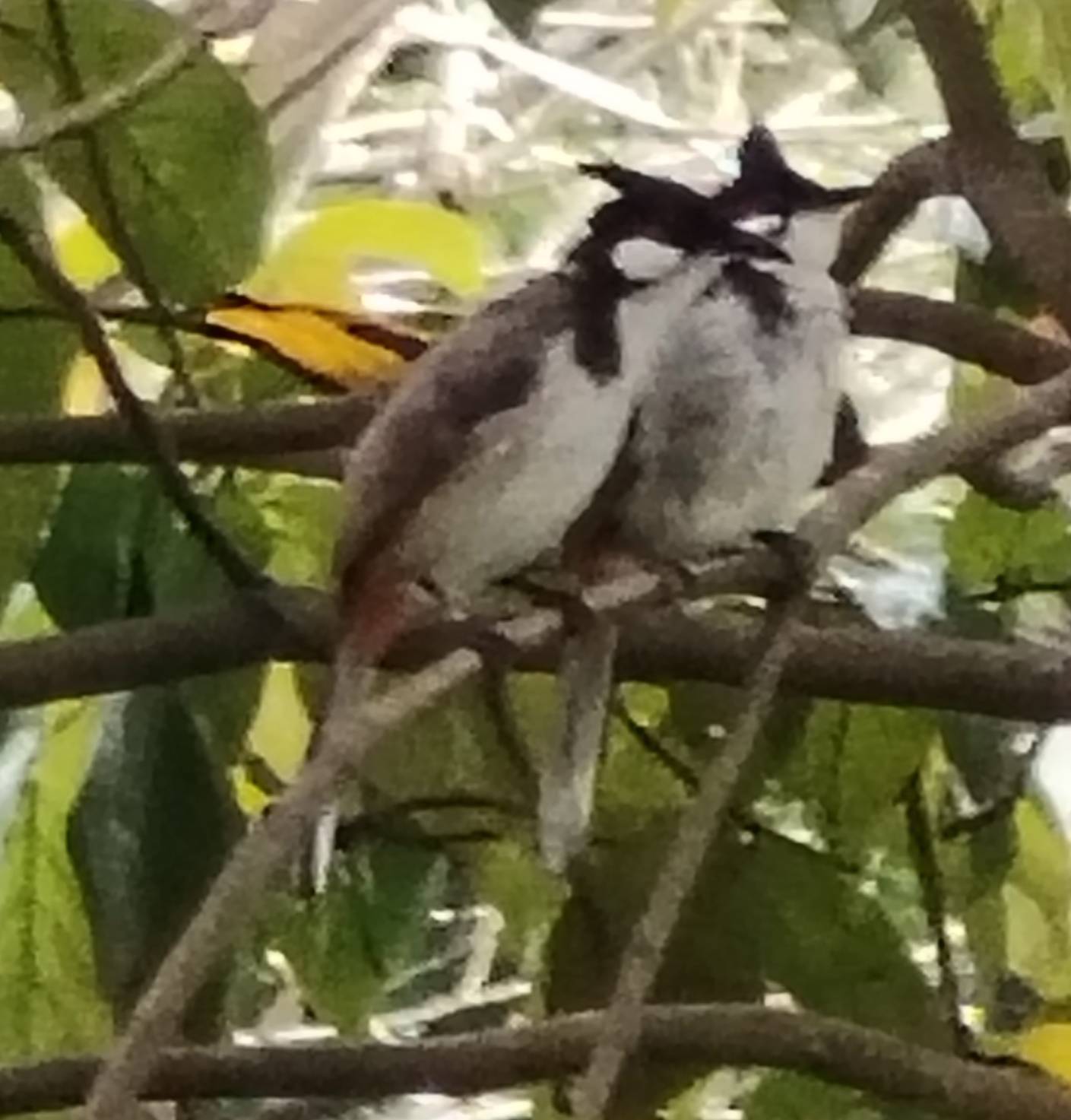 Pycnonotus jocosus - red-whiskered bulbul