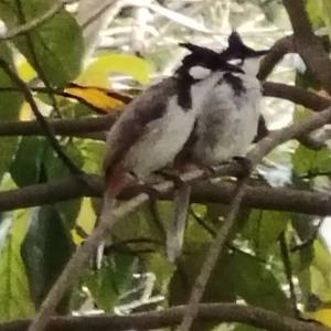 Pycnonotus jocosus - red-whiskered bulbul