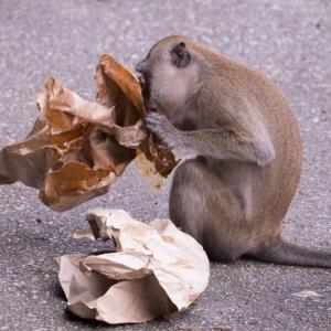 Long-tailed macaque