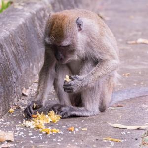 Long-tailed macaque