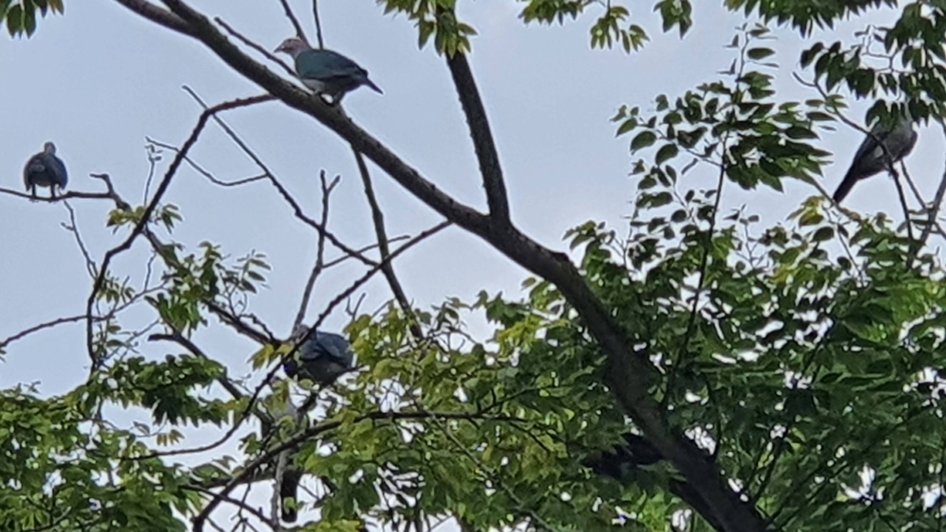 Green imperial pigeon