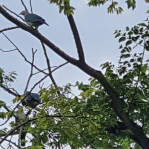 Green imperial pigeon