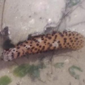 Flowery sea pen