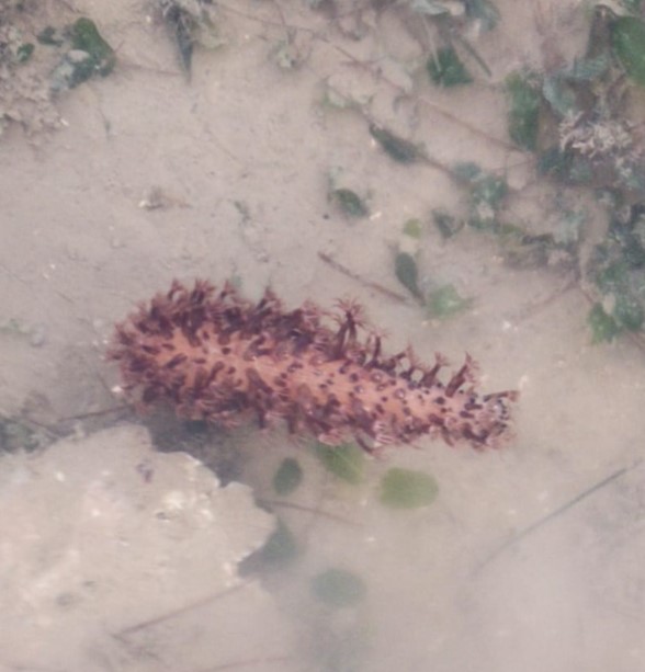 Flowery sea pen