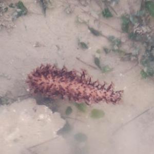 Flowery sea pen