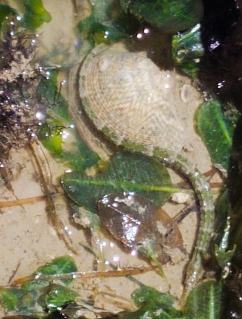 Pipe fish