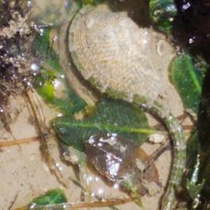 Pipe fish
