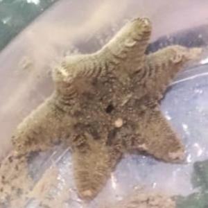 Biscuit star