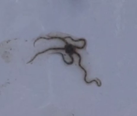 Bottle brush brittle star