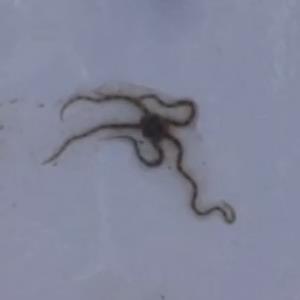 Bottle brush brittle star