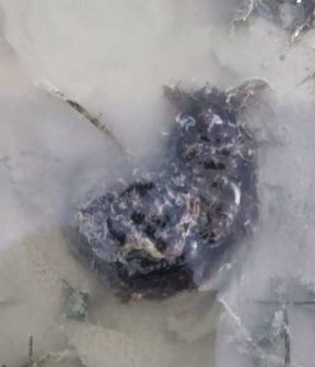 Hairy sea hare