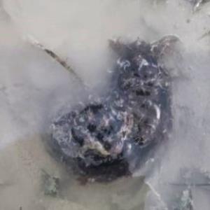Hairy sea hare