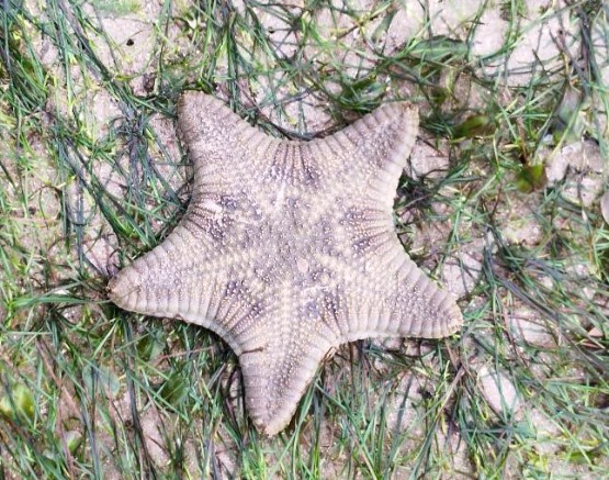 Biscuit sea star