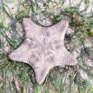 Biscuit sea star