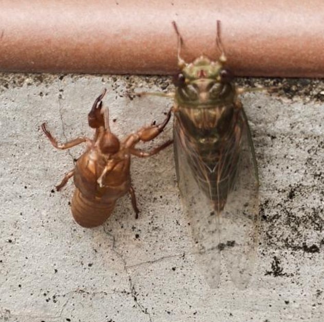 Cicada