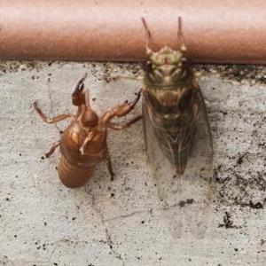 Cicada