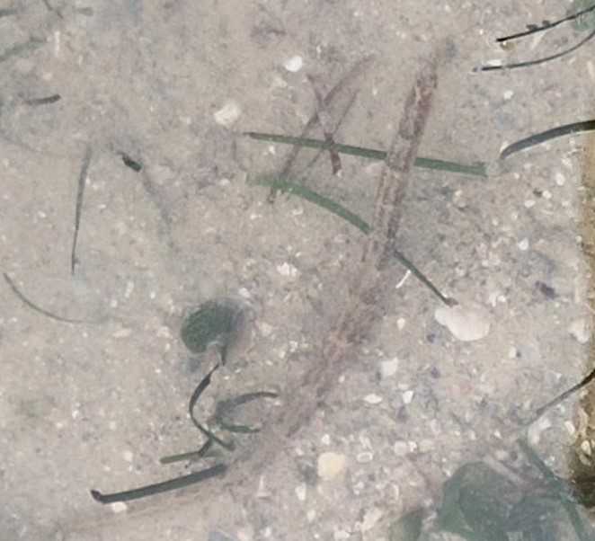 Seagrass pipefish