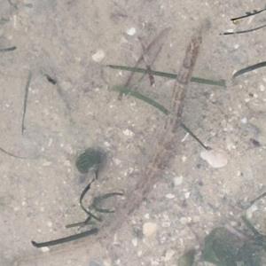 Seagrass pipefish