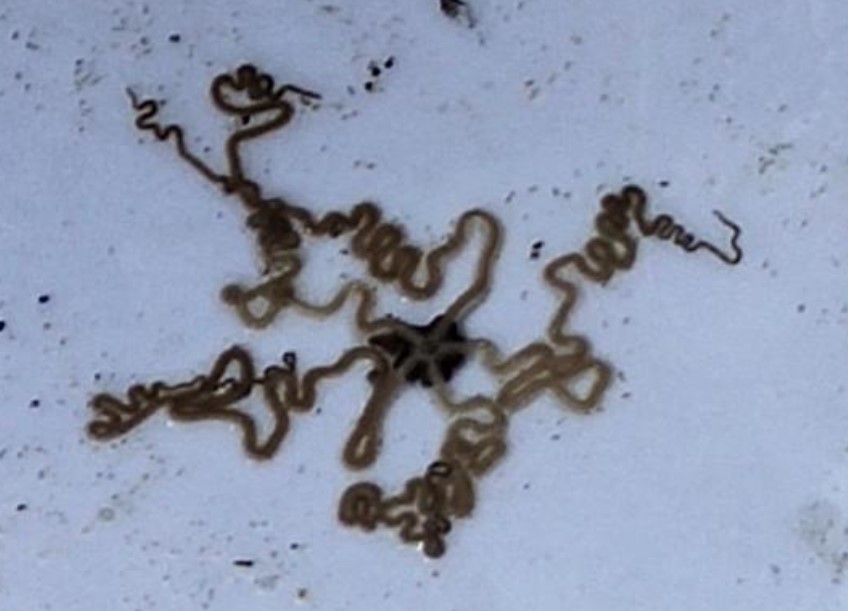 Very long-armed brittle star 
