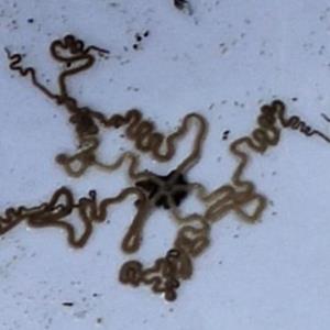 Very long-armed brittle star 