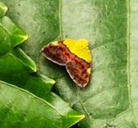 Planthopper