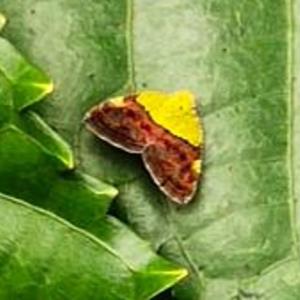 Planthopper