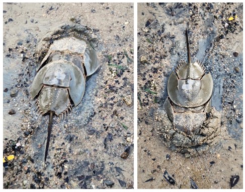 Coastal horseshoe crab