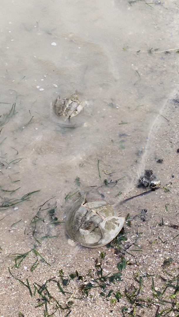 Coastal horseshoe crab