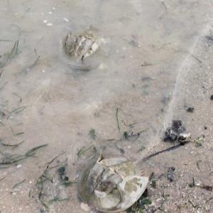 Coastal horseshoe crab