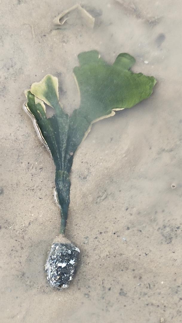 Solitary fan green seaweed