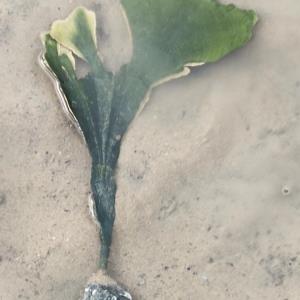 Solitary fan green seaweed